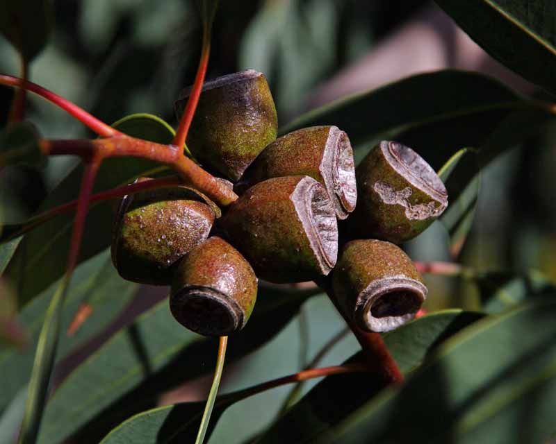 Eucalyptus cosmophylla - gum nuts